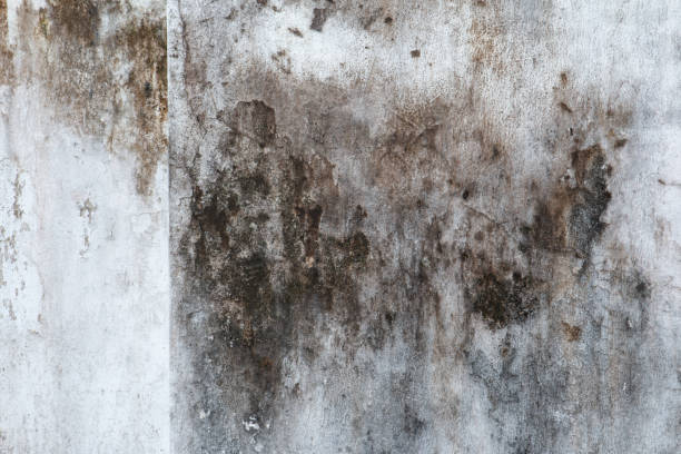  Hilltop, SC Mold Removal Pros