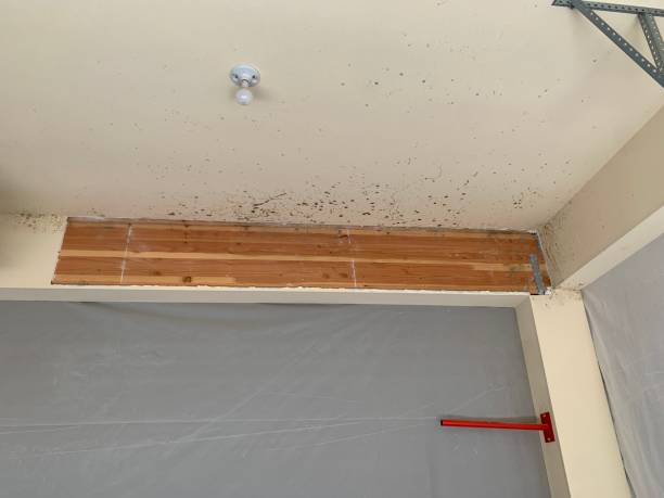 Best Mold Removal for HVAC Installations  in Hilltop, SC