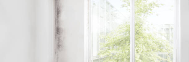 Forensic Mold Investigation in Hilltop, SC