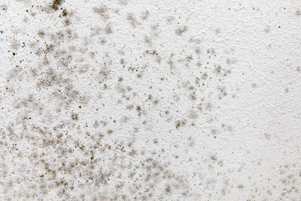 Best Mold Damage Restoration  in Hilltop, SC
