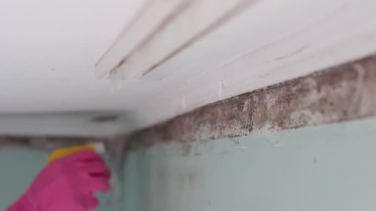 Best HVAC Mold Inspection and Cleaning  in Hilltop, SC